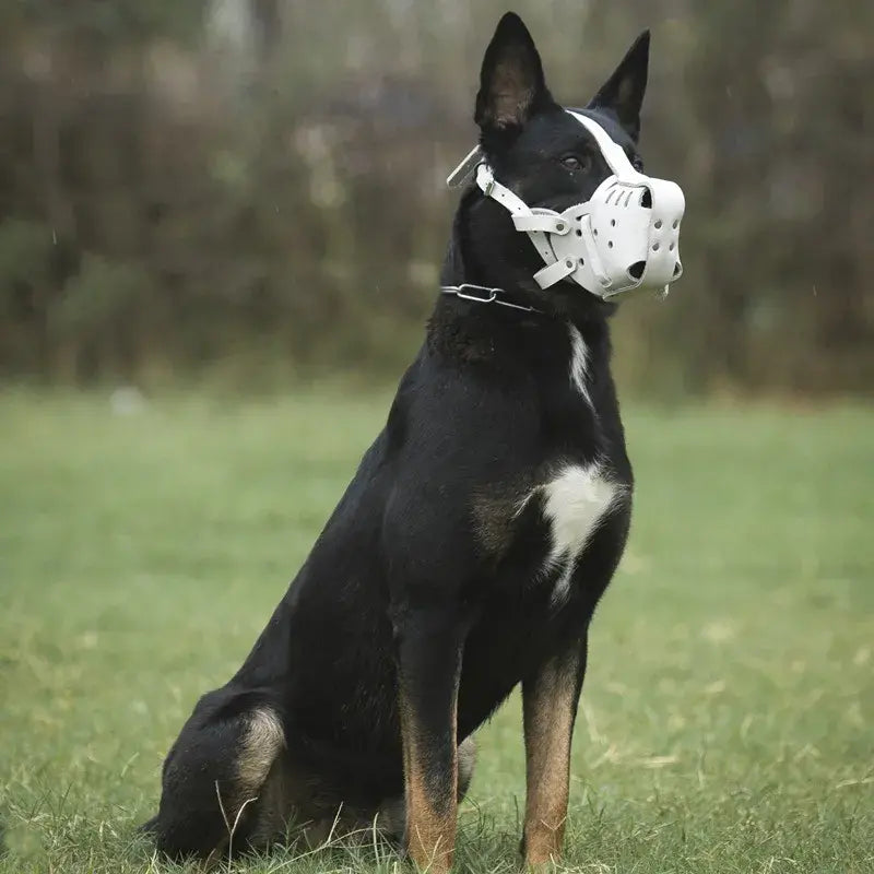 Full face store dog muzzle